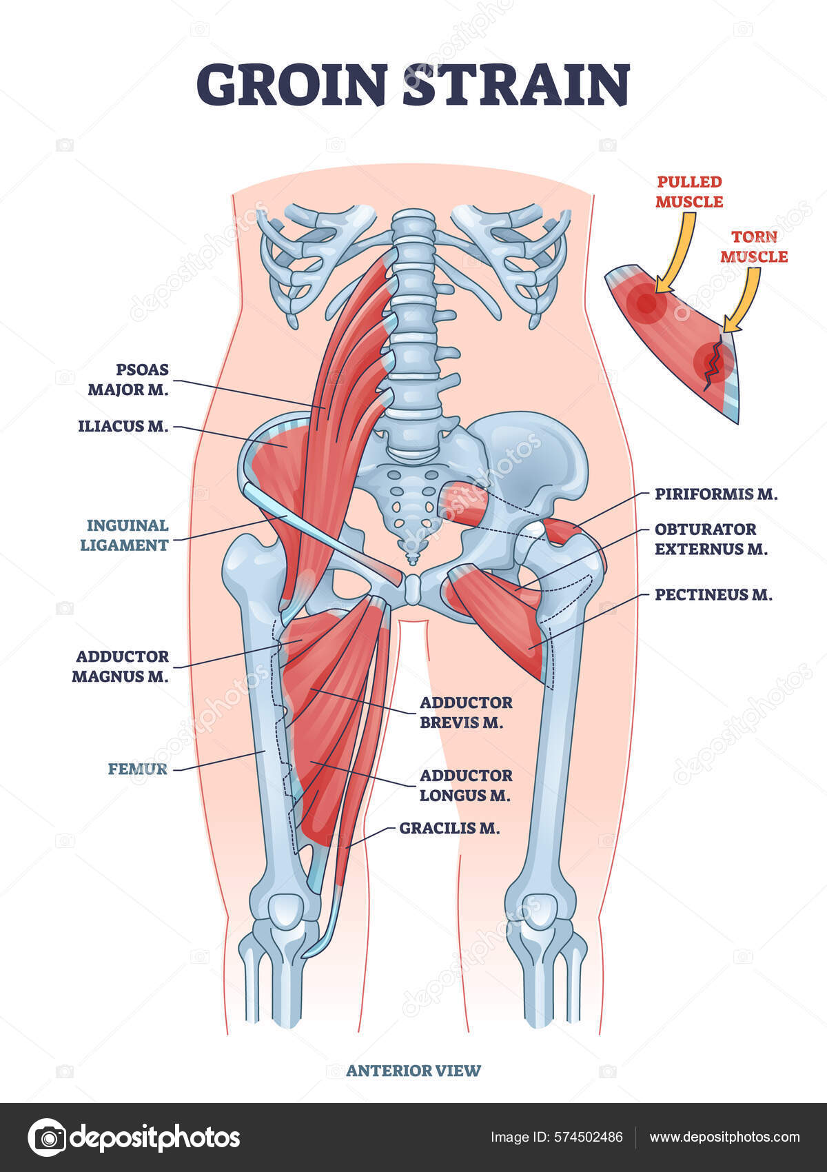 Illustration der wichtigsten Adduktorenmuskeln an der Oberschenkelinnenseite mit dezenter Beschriftung.